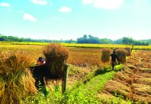 গুমাইবিলে ধান কাটা উৎসব