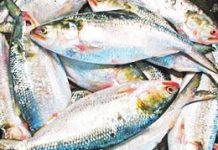 নাগালের বাইরে ইলিশের দাম