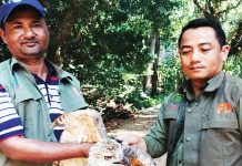 সাতকানিয়ায় আহত বিপন্ন প্রজাতির ঈগল উদ্ধার