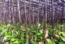 আগাছা নাশক বিষ ছিটিয়ে পান বরজ নষ্ট