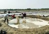 উৎপাদন মৌসুম শুরু, তবে মাঠে নেই লবণ চাষিরা