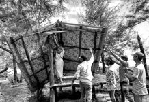 সোনাদিয়ায় ঝাউবন কেটে কটেজ নির্মাণ, প্রশাসনের উচ্ছেদ