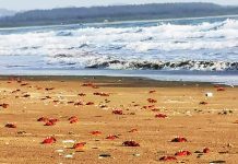 সোনাদিয়া দ্বীপ ফিরে পাবে হারানো গৌরব