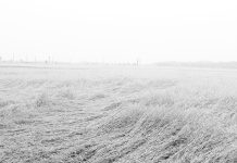 বৃষ্টি-বাতাসে নুয়ে পড়লেও বাম্পার ফলনের প্রত্যাশা