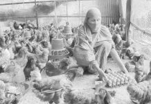 উদ্যোক্তা হয়ে এগিয়ে যাচ্ছে নারীরা