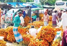 কক্সবাজারে সুপারি চাষ বাড়ছে, ফলন-দামে চাষিরা খুশি