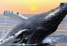 ২শ বছর আয়ুর তিমি মানুষের বার্ধক্য কমাতে পারবে?