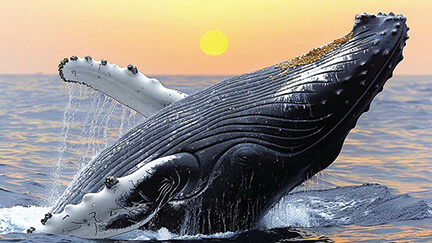 Whale