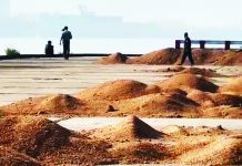 প্রায় ৫ কোটি টাকার নষ্ট গম রোদে শুকিয়ে বাজারজাত করার প্রক্রিয়া