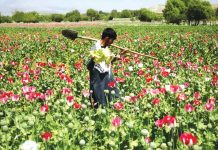 তালেবানের নিষেধাজ্ঞার পর আফগানিস্তানে আফিম উৎপাদন কমেছে : জাতিসংঘ