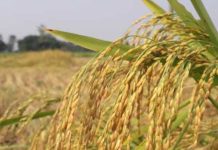 দাম কম, আমনের ভালো ফলনেও তাই হতাশা