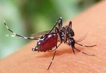 ডেঙ্গু : ২৪ ঘণ্টায় আরও ৮ জনের মৃত্যু