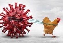 বার্ড ফ্লু হতে পারে কোভিডের চেয়েও ভয়াবহ