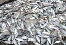 ইলিশ রক্ষায় ৮ মাস জাটকা শিকারে নিষেধাজ্ঞা