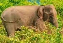 বাগানে কাজ করার সময় হাতির হামলা, রাবার শ্রমিকের মৃত্যু