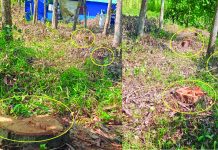 মীরসরাইয়ে কৃষকের ২ শতাধিক গাছ কেটে নিয়ে গেছে দুর্বৃত্তরা