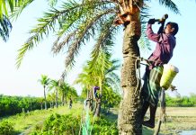 শীত আসছে, মীরসরাইয়ে গাছিদের ব্যস্ততা