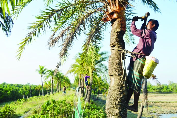 mirsarai khejur gach 01