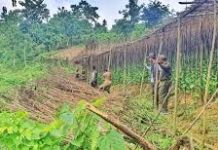 চুনতি বনাঞ্চলে অবৈধ পানের বরজ উচ্ছেদ