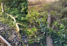 সাতকানিয়ায় রেললাইনে গাছের ডাল ফেলে নাশকতার চেষ্টা