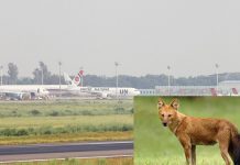 রানওয়েতে হঠাৎ শেয়াল, ২৬ মিনিট দেরিতে ফ্লাইট উড্ডয়ন