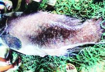 সাগরে ধরা পড়ল ১৬৬ কেজির ভোল মাছ