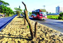 ঢাকা-চট্টগ্রাম সড়ক বিভাজকে কেটে ফেলা হল ৫০টি বকুল গাছ