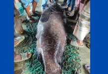 টেকনাফে ধরা পড়ল ১৬৬ কেজি ওজনের ভোল মাছ