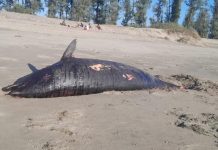 সমুদ্র সৈকতে আবারও আঘাতের চিহ্নসহ মৃত ডলফিন ভেসে এলো