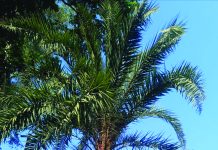 খেজুর রস যেন সোনার হরিণ