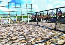 কক্সবাজারে শুঁটকি উৎপাদনের ধুম