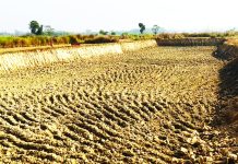টপসয়েল কেটে যেন পুকুর বানানো হচ্ছে কৃষি জমি