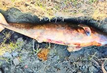 হালদায় ভেসে উঠল ৪৬ কেজি ওজনের মৃত ডলফিন