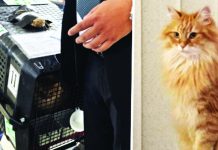 জাইমার জেবুও এখন বাংলাদেশে