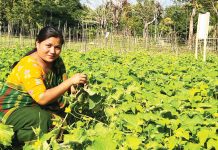 বিষমুক্ত ফসল উৎপাদনে ৪০ কৃষক