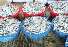 কাপ্তাই হ্রদে কাচকি-চাপিলার উৎপাদন বেড়েছে