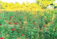 শখের বসে গোলাপ চাষ, মাসে আয় লাখ টাকা