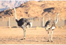 প্রায় ১০০ বছর পর সৌদির মরুতে ফিরল উটপাখি