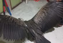 সাতকানিয়ার লোকালয়ে ‘হিমালয়ান গৃধিনী’ শকুন উদ্ধার