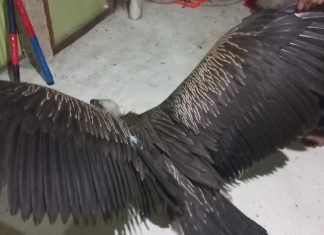 সাতকানিয়ার লোকালয়ে ‘হিমালয়ান গৃধিনী’ শকুন উদ্ধার