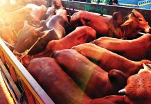 সীতাকুণ্ডে লুট করা ২৬ গরু উদ্ধার, গ্রেপ্তার ৩