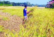 মীরসরাইয়ে ঘরে ঘরে নবান্ন উৎসব