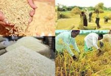 কৃষকের ঘরে আমন ধান তবুও বাড়ছে চালের দাম