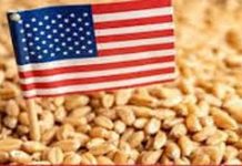 আমেরিকা থেকে আসছে গমের দ্বিতীয় চালান