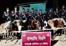 খাগড়াছড়িতে বিজিবির অভিযানে ১২ ভারতীয় গরু জব্দ