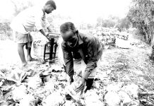 মীরসরাইয়ে পাইকাররা জমি থেকেই কিনে নেন সবজি