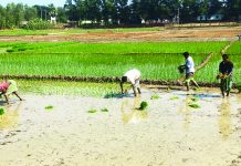 সাতকানিয়ায় আগাম বোরো রোপণ