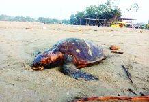 পারকির চরে আবারও মৃত কচ্ছপের স্তূপ