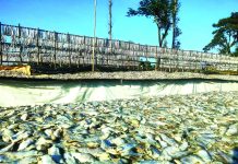 বাঁশখালীর শুঁটকিপল্লীতে ব্যস্ততা