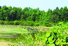 ডুলাহাজারা সাফারি পার্কে পরিযায়ী পাখির মেলা মুগ্ধ দর্শনার্থীরা